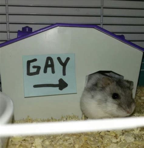 hamsters gay